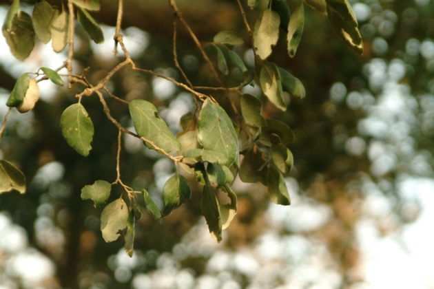 Quercus suber / Quercia da sughero